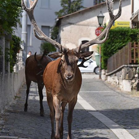 Filippone Hotel&Ristorante Gioia dei Marsi Kültér fotó